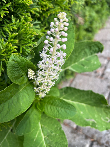 Indian Pokeweed