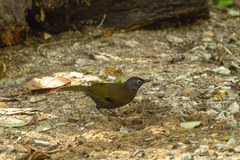 Trochalopteron peninsulae