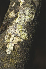 Pertusaria pertractata