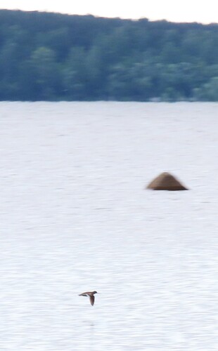 iNaturalist image