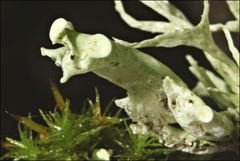 Ramalina inflata