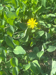 Ixeris japonica, photograph (c) 岸本年郎, some rights reserved (CC BY)