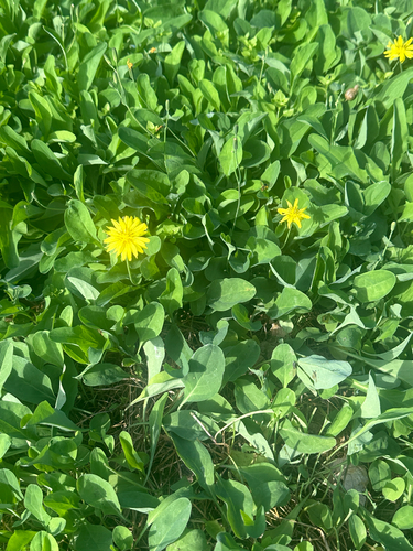 Ixeris japonica, photograph 3