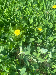 Ixeris japonica, photograph (c) 岸本年郎, some rights reserved (CC BY)