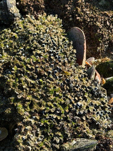 Spirobranchus kraussii observed 2026-06-01