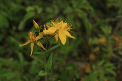 Hypericum attenuatum