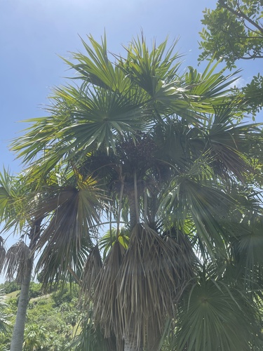 Swollen Silver Thatch Palm