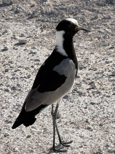 iNaturalist: (c) Karel du Toit (+2782 4928291), some rights reserved (CC BY-NC), uploaded by Karel du Toit (+2782 4928291) iNaturalist image