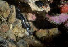 Didogobius schlieweni