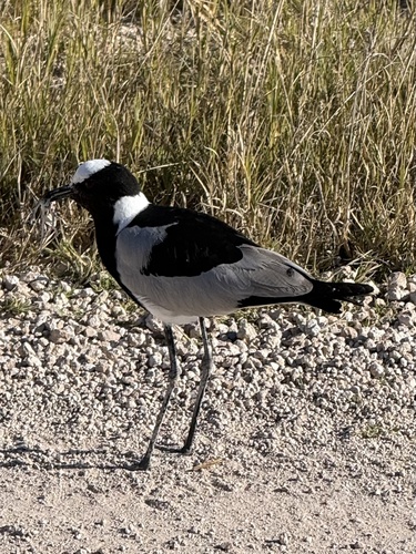 iNaturalist image