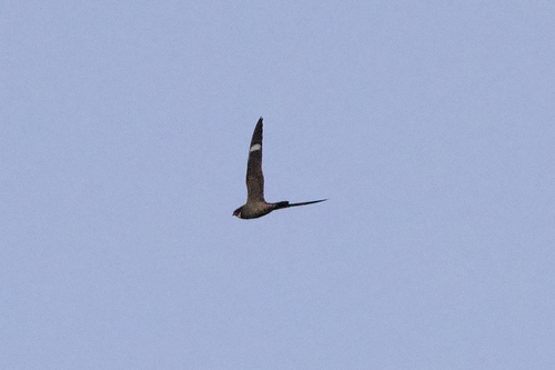 Common Nighthawk observed by stanlilley