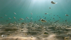 Amblyrhynchote honckenii