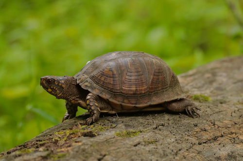Eastern Box Turtle