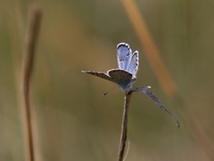 Pseudophilotes vicrama