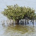 Grey Mangrove - Photo (c) Chen Shu, some rights reserved (CC BY-NC), uploaded by Chen Shu