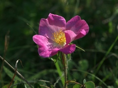 Rosa gallica