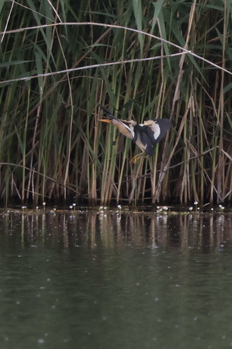 iNaturalist image