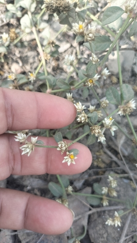 Alternanthera halimifolia observed 2026-05-29
