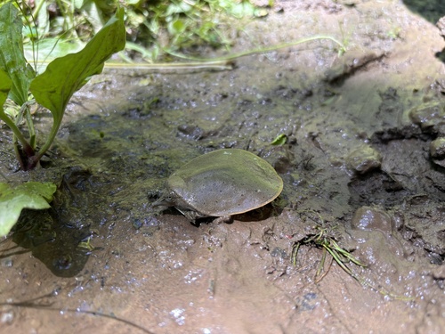 Eastern Spiny Softshell observed by liamjohnson