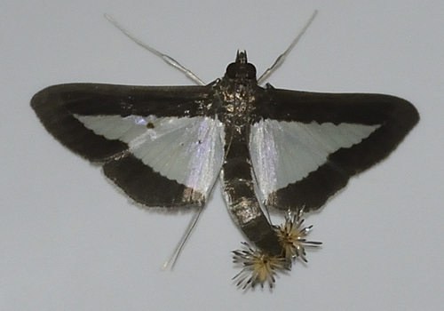 Diaphania elegans