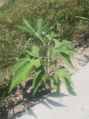 giant ragweed