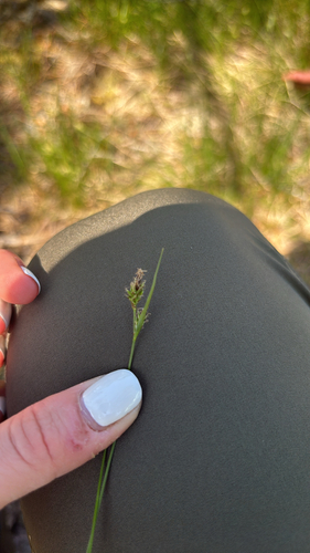 Carex albicans observed 2026-06-02