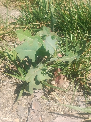 prickly lettuce
