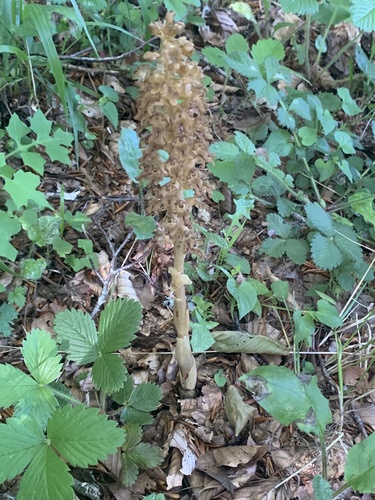 bird's-nest orchid