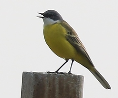 Motacilla flava cinereocapilla