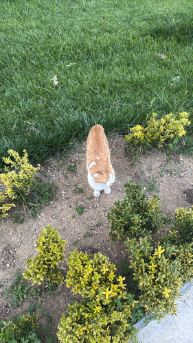 Domestic Cat