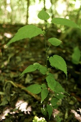 Sida glabra