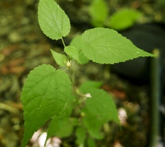 Sida glabra