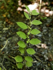 Sida glomerata