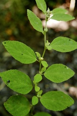 Sida glomerata