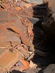 Varanus hamersleyensis