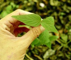 Dianthera sessilis