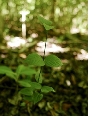 Dianthera sessilis