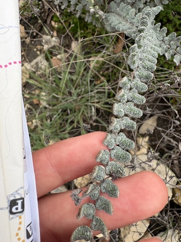 Hybrid Cloakfern