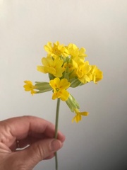 Primula veris