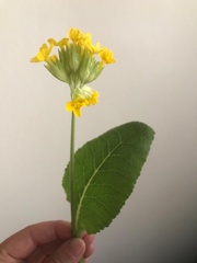Primula veris