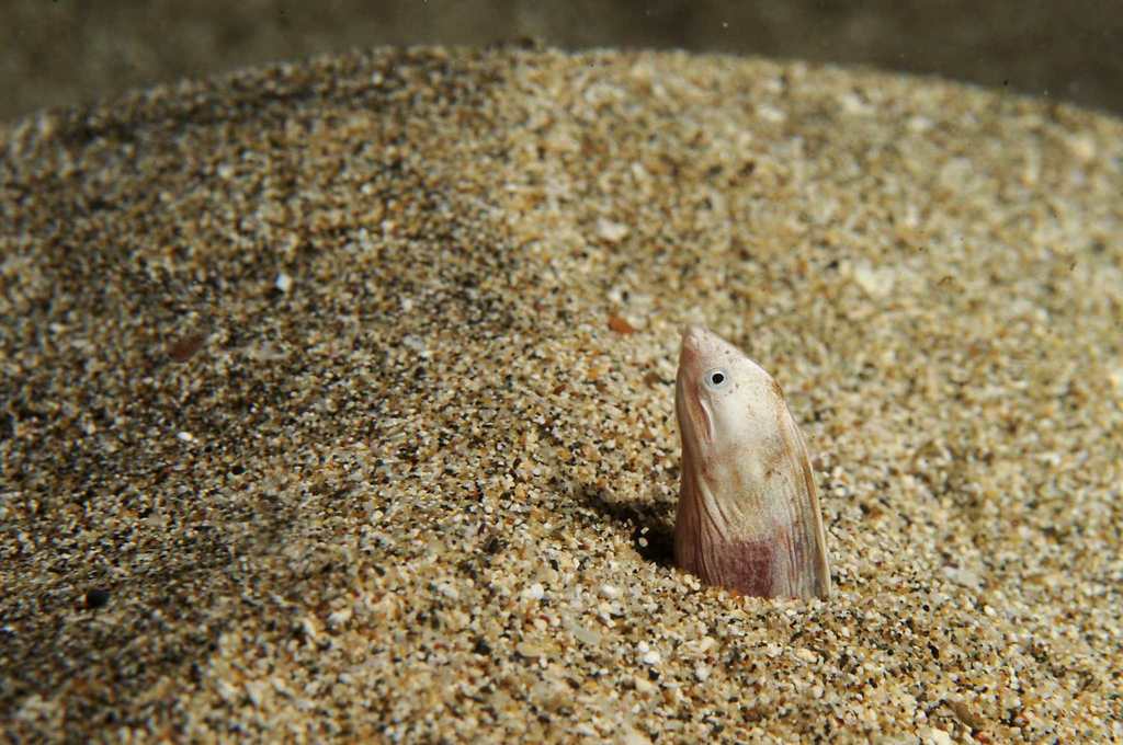Blotched snake eel (Callechelys muraena) — Ophichthidae