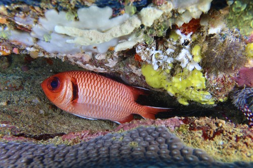 Myripristis botche observed 2026-02-01