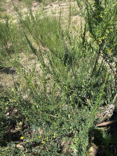Scotch Broom