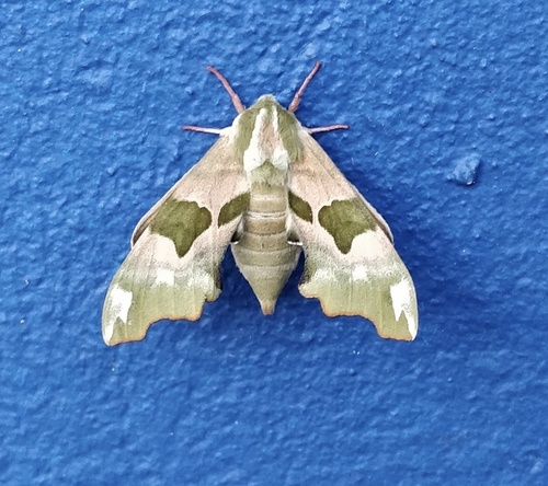 Lime Hawkmoth