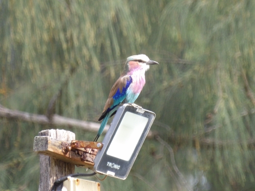 Lilac-breasted Roller