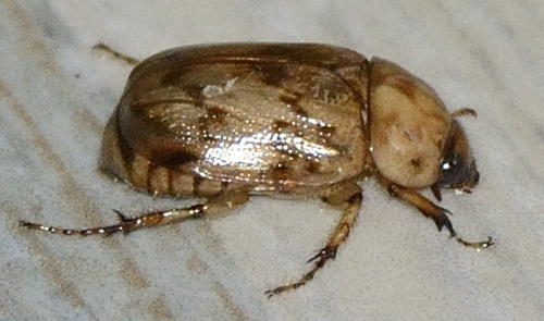 Cyclocephala fulgurata