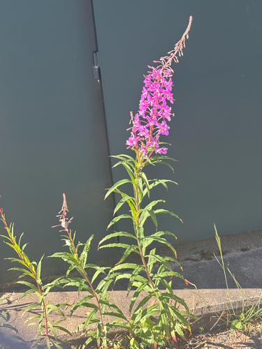 fireweed