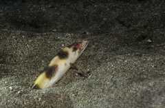 Brachysomophis atlanticus