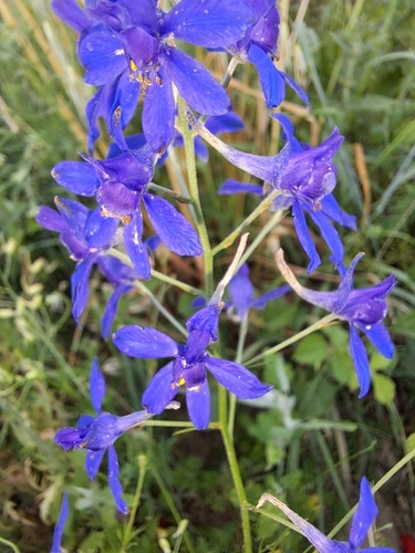 Forking Larkspur