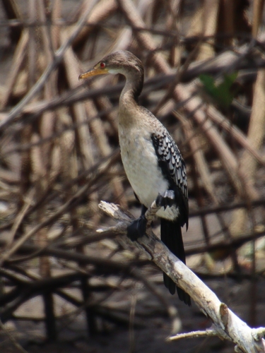 iNaturalist image